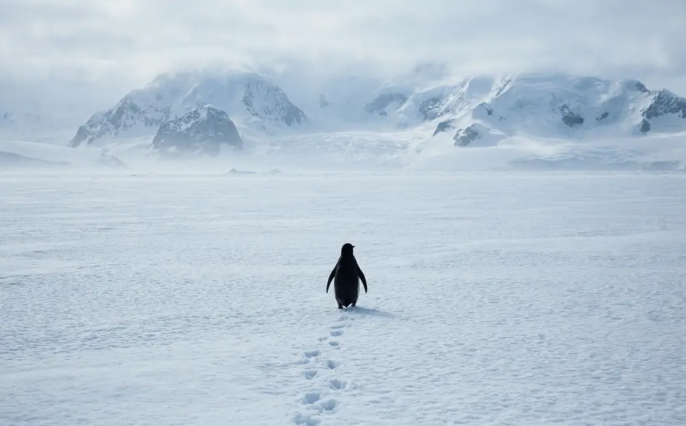 Pinguin mergând singur spre munții îndepărtați din Antarctica, în singurătate existențială