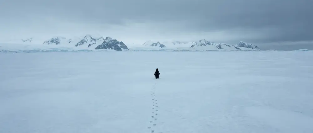 Pinguin singur mergând spre munții Antarcticii în singurătate existențială, în stilul memei pinguinului nihilist