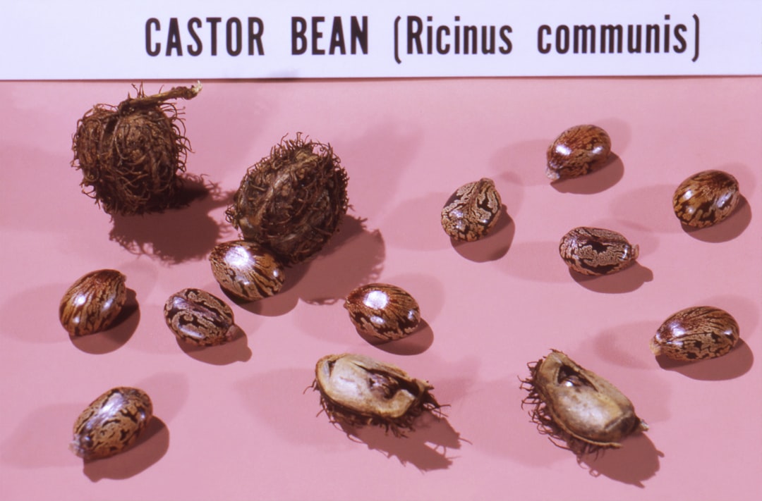 Castor Seeds