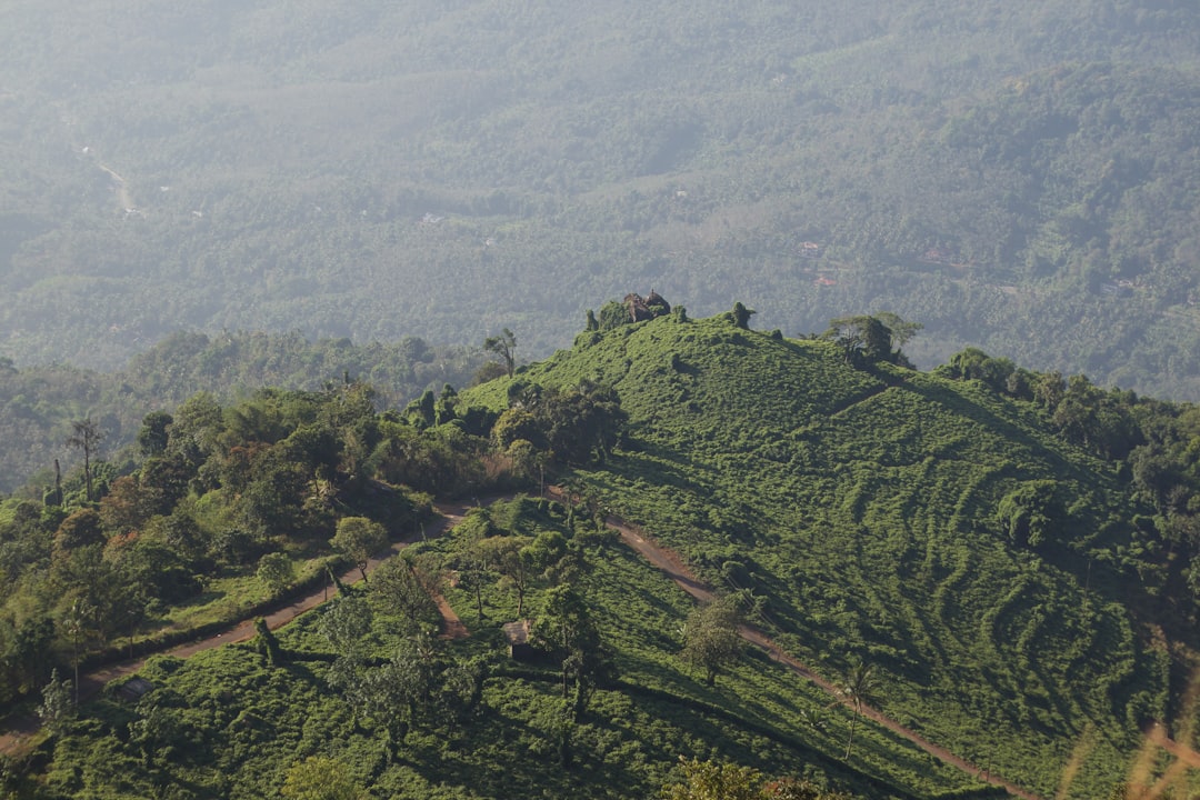 Ethiopian Coffee Farm