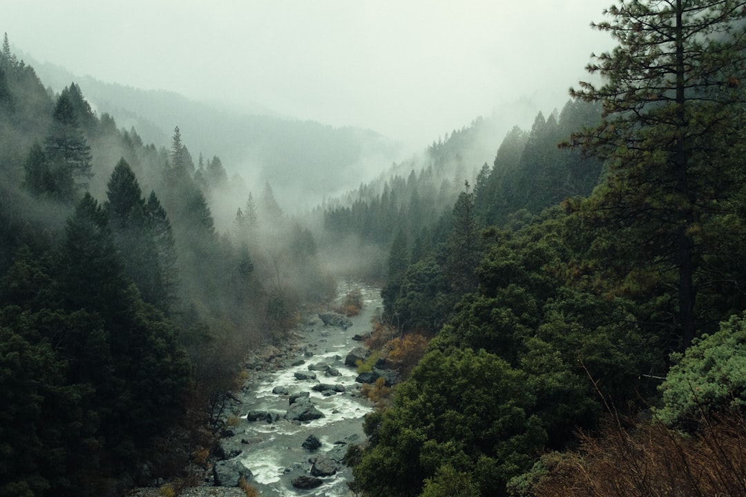 Forest mountains, Indian Himalayas, India