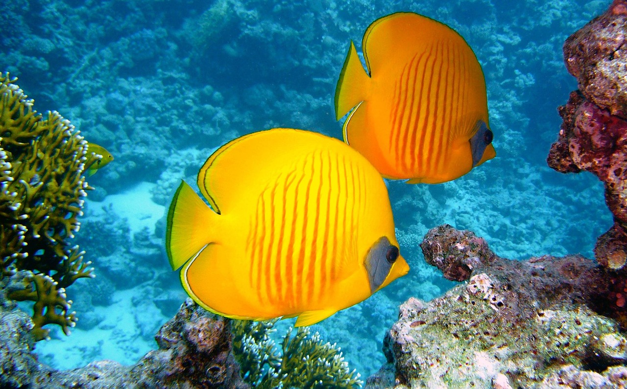 Coral reef, Indonesia
