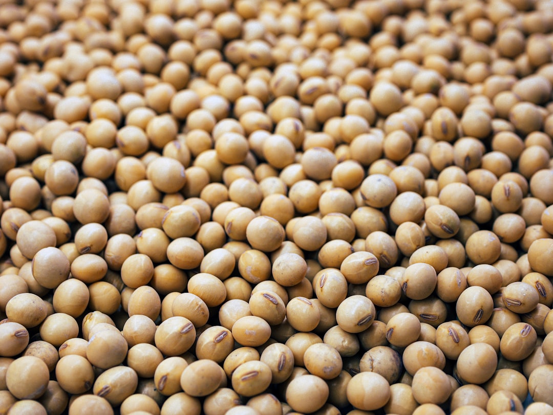 Soya Beans